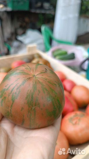 Помидоры и огурцы домашние