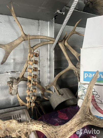 Продам рога лося