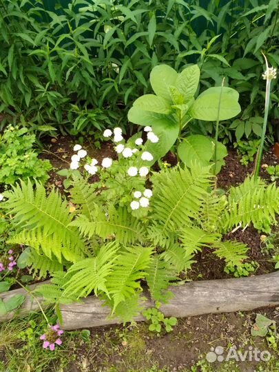 Многолетники для сада