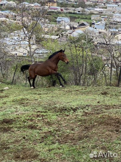 Карачаевский жеребец