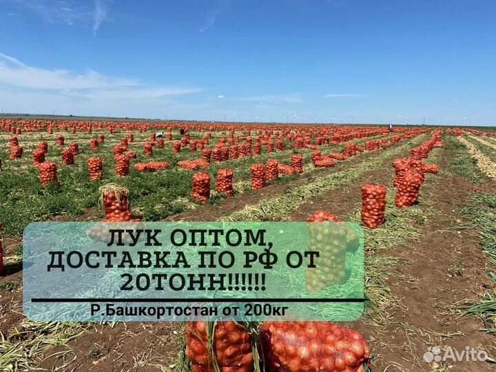 Лук оптом от 200 кг