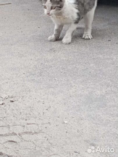 Котёнок бело черный