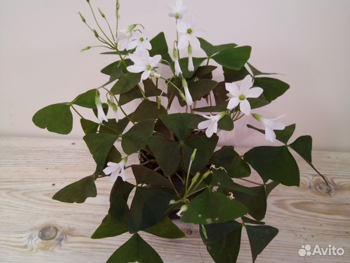 Кислица оксалис