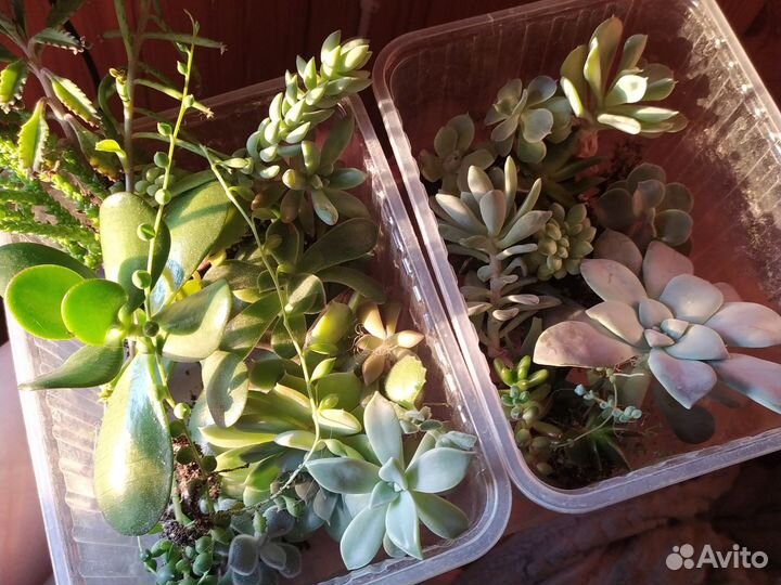 Растения для садика крупные