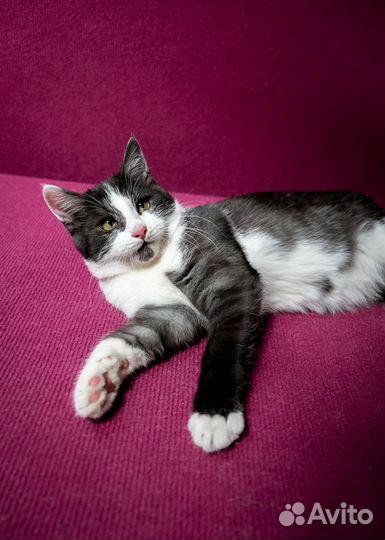 Озорной и добрый Тоторо ищет дом