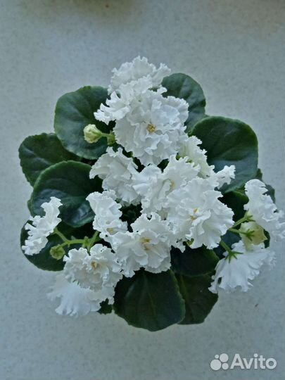 Фиалка белая цветущая