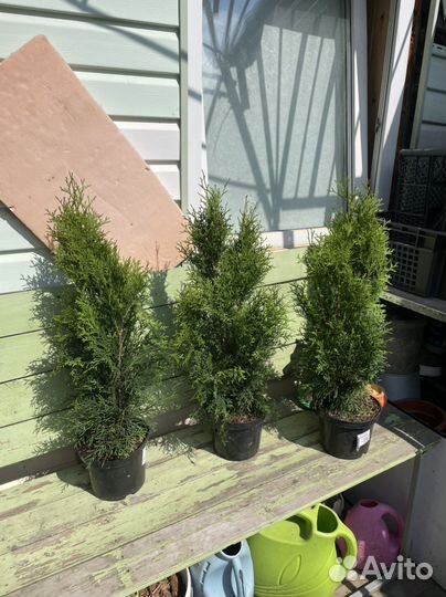 Туя западная Смагард