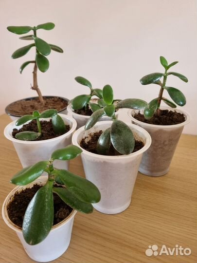 Росток. Крассула / толстянка / денежное дерево