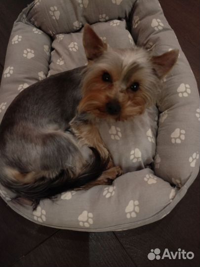 Йоркширский терьер мини щенки