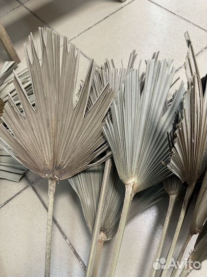 Листья пальмы