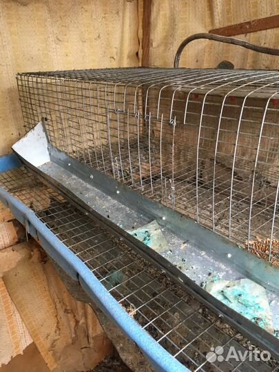 Клетки для перепелов