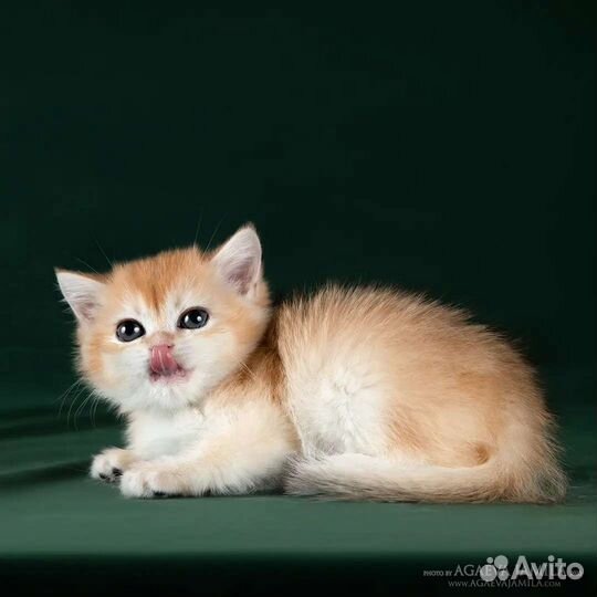 Девочка золотая британская шиншилла