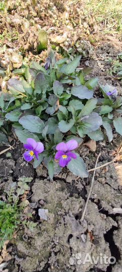 Фиалка многолетняя