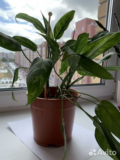 Продам цветы комнатные