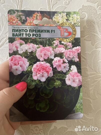 Пинто премиум вайт