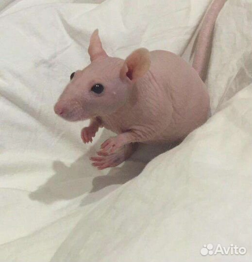 Крыса сфинкс