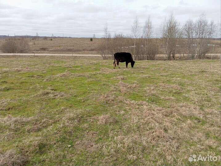 Продажа крс