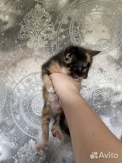 Котята