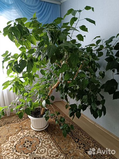 Китайская роза