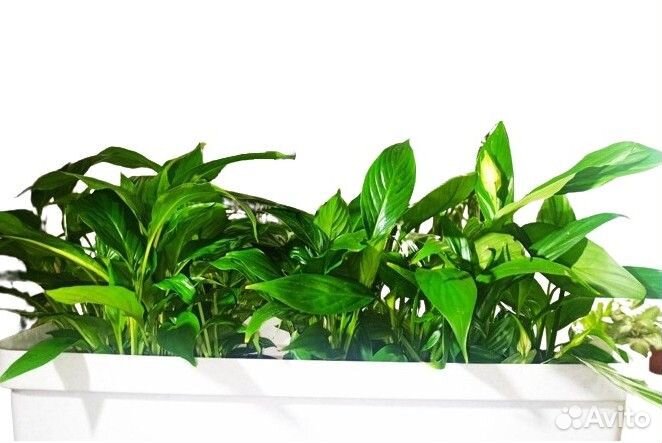 Спатифиллум бесплатно Комнатные цветы