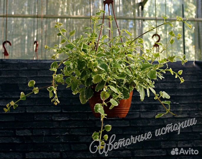 Плектрантус колеусовидный