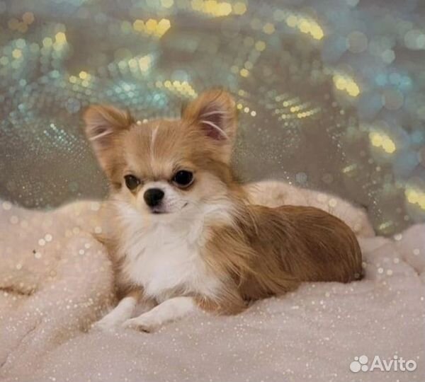 Вязка чихуахуа