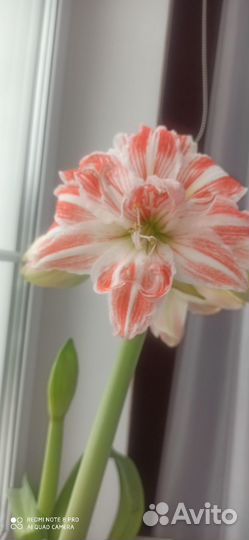 Гиппиаструм (амарилис)