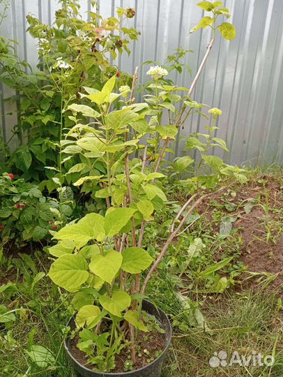 Гортензия саженцы