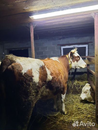 Корова, тёлки стельные