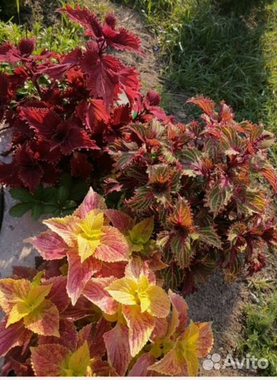 Колеусы вегетативные селекционные