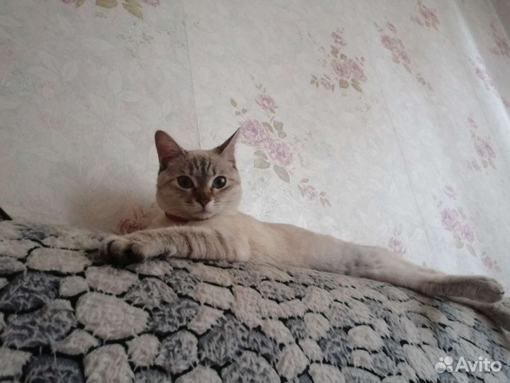 Кошка в дар бесплатно