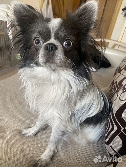 Вязка кобель чихуахуа