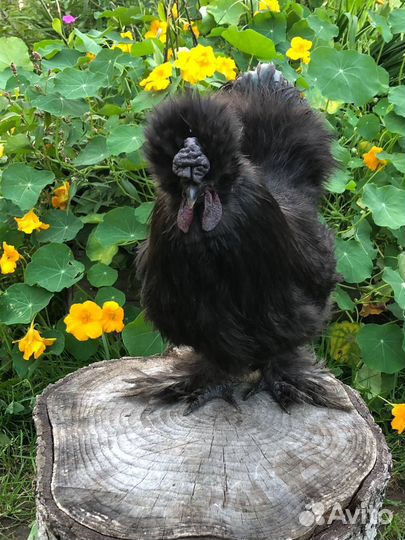 Петух китайский шелковый