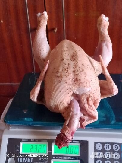 Мясо цыплят бройлеров