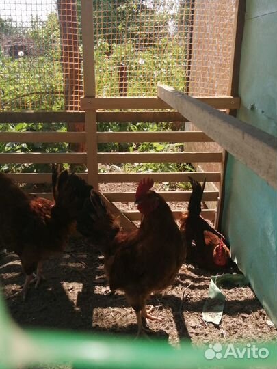 Породные куры