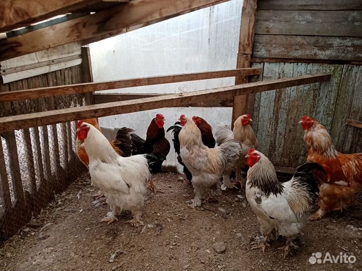 Петухи Брама