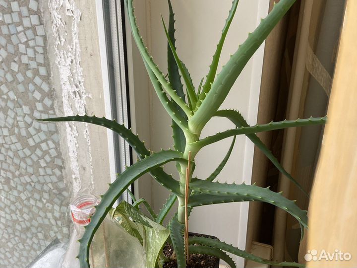 Алоэ на лекарство