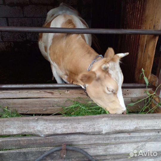 Корова стельная дойная