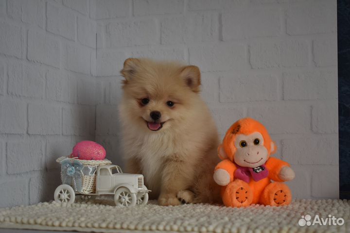 Померанский шпиц