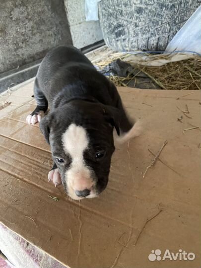 Щенки питбуля