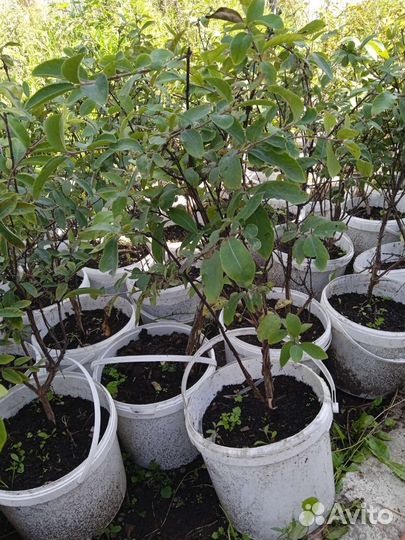 Жимолость Бакчарская