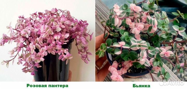 Каллизия 5 сортов