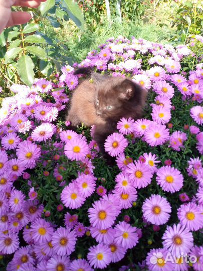 Котенок в дар бесплатно