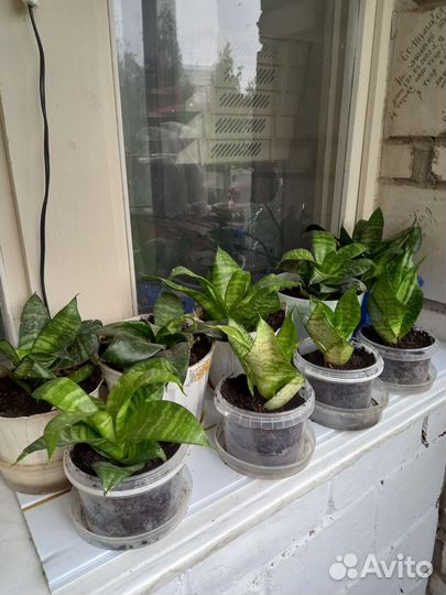 Сансевиерия