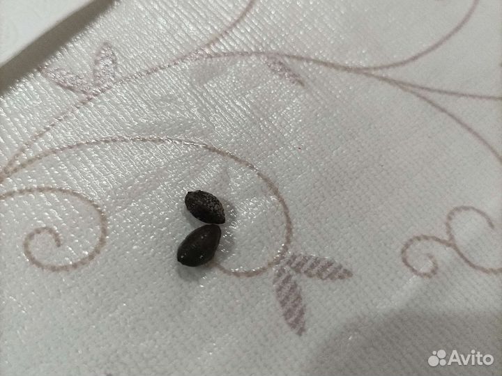 Семена - орешки шишек