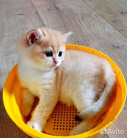 Британские котятки