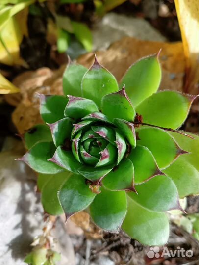 Каменная роза