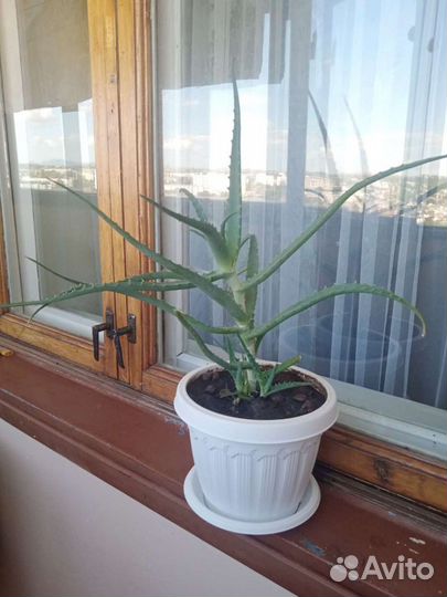 Алоэ 4 года