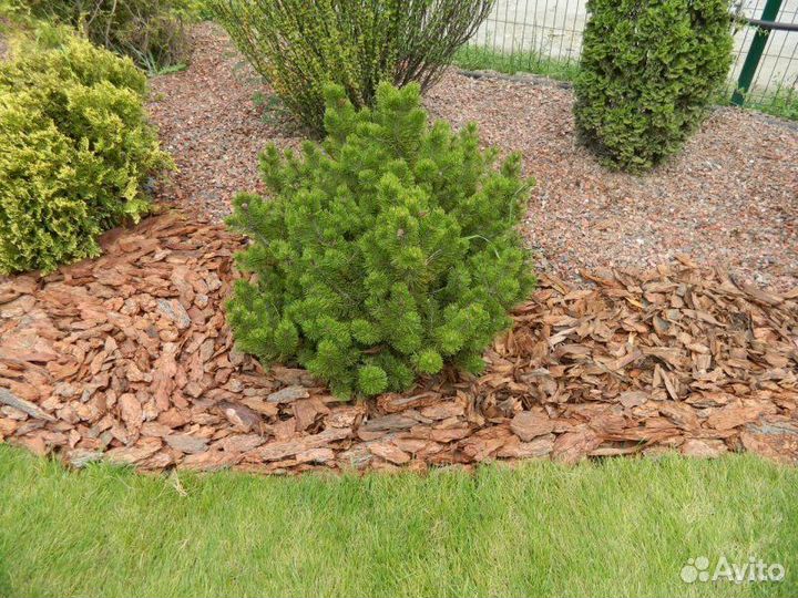 Мульча из коры лиственницы 60