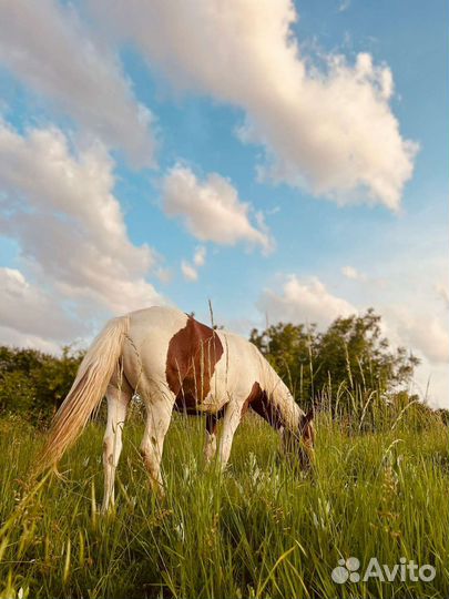Конные прогулки краснодар